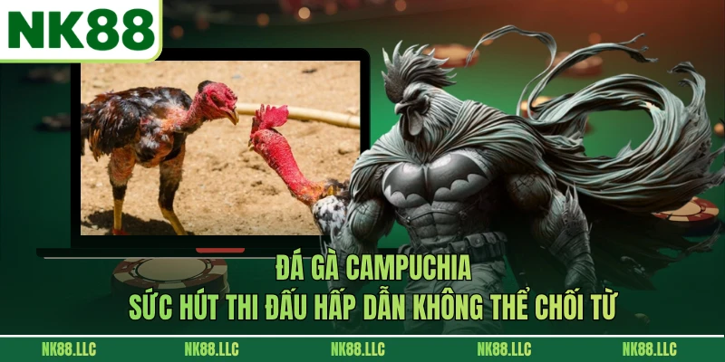 Đá Gà Campuchia - Sức Hút Thi Đấu Hấp Dẫn Không Thể Chối Từ