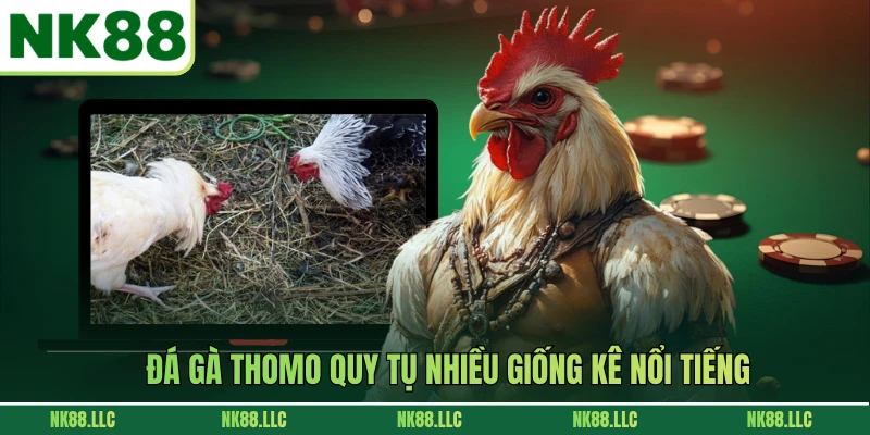 Đá gà Thomo quy tụ nhiều giống kê nổi tiếng