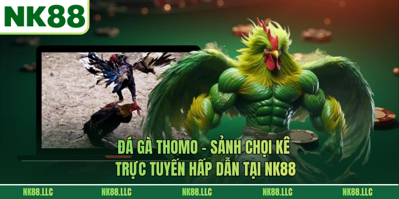 Đá Gà Thomo - Sảnh Chọi Kê Trực Tuyến Hấp Dẫn Tại NK88
