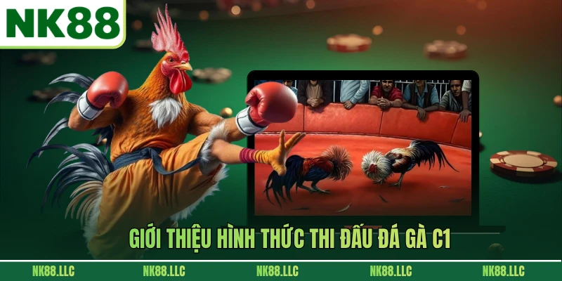 Giới thiệu hình thức thi đấu đá gà C1
