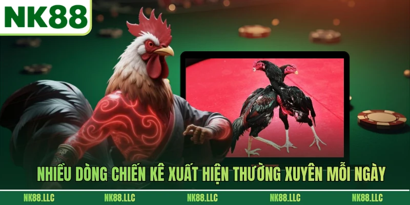 Nhiều dòng chiến kê xuất hiện thường xuyên mỗi ngày