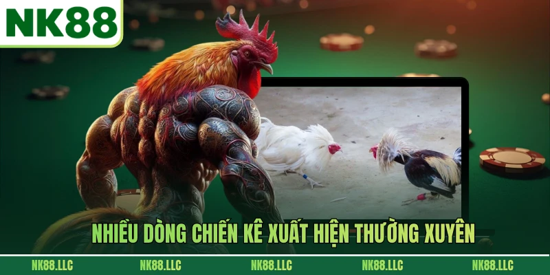 Nhiều dòng chiến kê xuất hiện thường xuyên